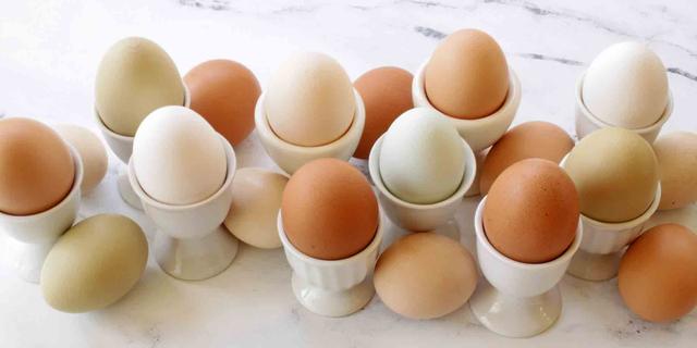 Ist Rührei gesund für Hunde? Alles, was du wissen musst