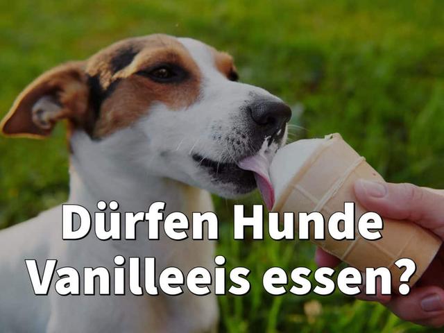 Vanilleeis und Hunde: Warum es keine gute Kombination ist Vanilleeis und Hunde: Warum es keine gute Kombination ist