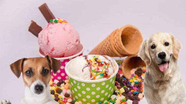 Eisgenuss ohne Reue: Welches Eis dürfen Hunde essen? Eisgenuss ohne Reue: Welches Eis dürfen Hunde essen?