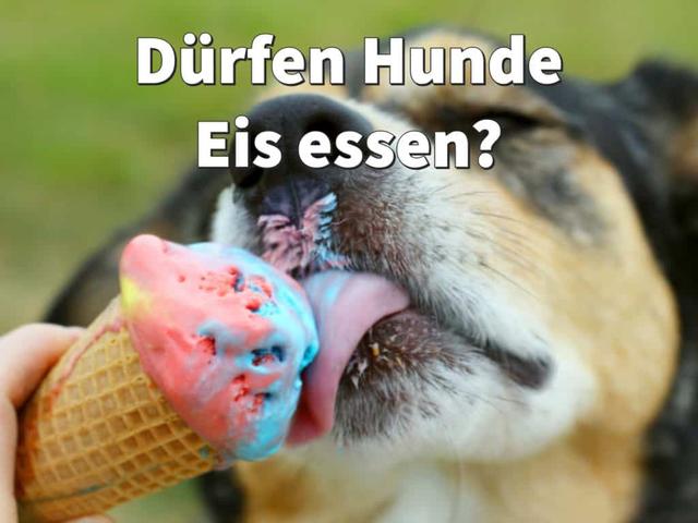 Ist Vanilleeis für Hunde geeignet? Tipps für eisgekühlte Snacks Ist Vanilleeis für Hunde geeignet? Tipps für eisgekühlte Snacks