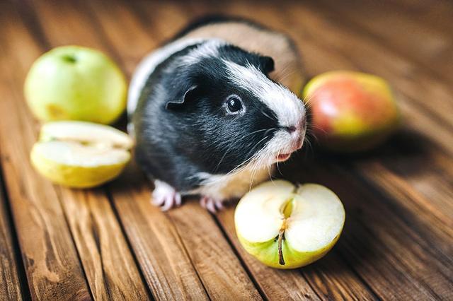 Gesunde Ernährung für Meerschweinchen: Das richtige Verhältnis von Obst und Gemüse Gesunde Ernährung für Meerschweinchen: Das richtige Verhältnis von Obst und Gemüse