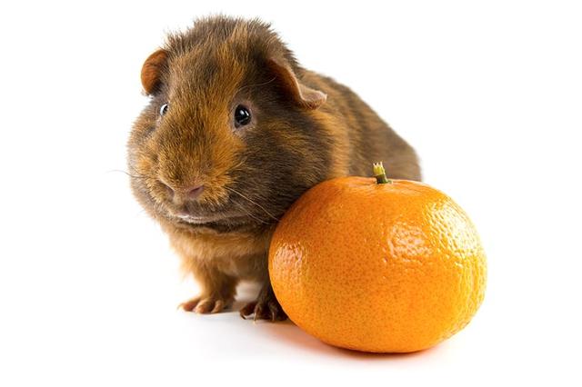 Die ideale Menge an Mango für Meerschweinchen: Expertenempfehlungen Die ideale Menge an Mango für Meerschweinchen: Expertenempfehlungen
