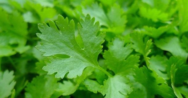 Gesunde Kräuter für Meerschweinchen: Kann man ihnen Petersilie geben? Gesunde Kräuter für Meerschweinchen: Kann man ihnen Petersilie geben?