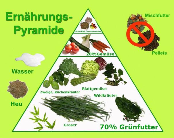 Die richtige Ernährung für Meerschweinchen: Darf Petersilie gefüttert werden? Die richtige Ernährung für Meerschweinchen: Darf Petersilie gefüttert werden?
