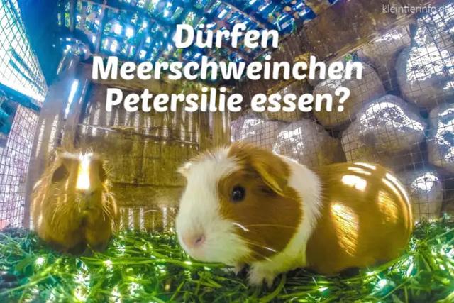 Meerschweinchen und Petersilie: Was Sie wissen sollten Meerschweinchen und Petersilie: Was Sie wissen sollten