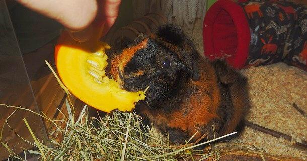 Darf man Meerschweinen Kürbis füttern?