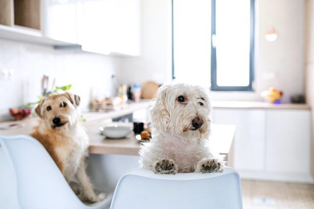 Darf ein Vermieter die Haltung eines Hundes in der Mietwohnung verbieten?