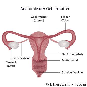 Wie entsteht eine Dysplasie des Gebärmutterhalses? Ursachen im Detail Wie entsteht eine Dysplasie des Gebärmutterhalses? Ursachen im Detail