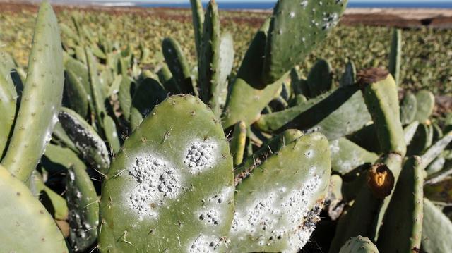 E120 in Lebensmitteln: Herkunft und Verwendung des Farbstoffs E120 in Lebensmitteln: Herkunft und Verwendung des Farbstoffs