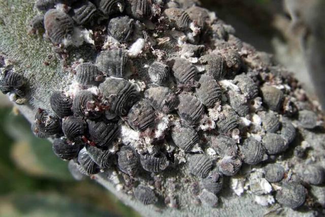 E120: Was ist der Farbstoff und wo wird er verwendet? E120: Was ist der Farbstoff und wo wird er verwendet?