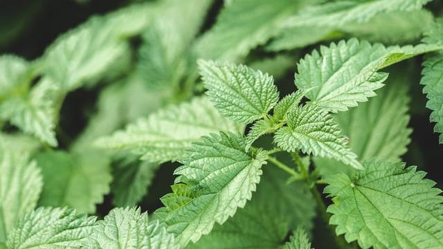 Tipps und Tricks gegen Brennnesseln im Garten