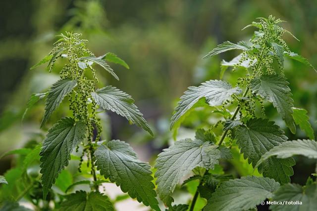 Wirksame Maßnahmen zur Entfernung von Brennnesseln im Garten