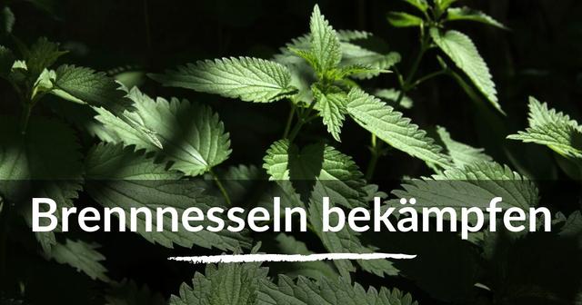 Effektive Methoden zur Bekämpfung von Brennnesseln im Garten