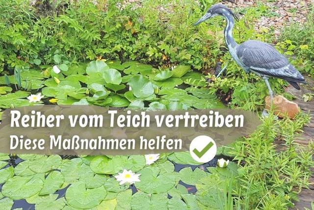 Effektive Fischreier-Abwehr: Selbstbauanleitung für den Schutz deiner Kois Effektive Fischreier-Abwehr: Selbstbauanleitung für den Schutz deiner Kois