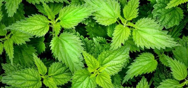 Brennnessel-Ernte ohne Schmerzen: Die richtige Technik und Vorsichtsmaßnahmen Brennnessel-Ernte ohne Schmerzen: Die richtige Technik und Vorsichtsmaßnahmen