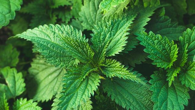 Die vielseitige Brennnessel: Superfood mit gesundheitlichen Vorteilen Die vielseitige Brennnessel: Superfood mit gesundheitlichen Vorteilen