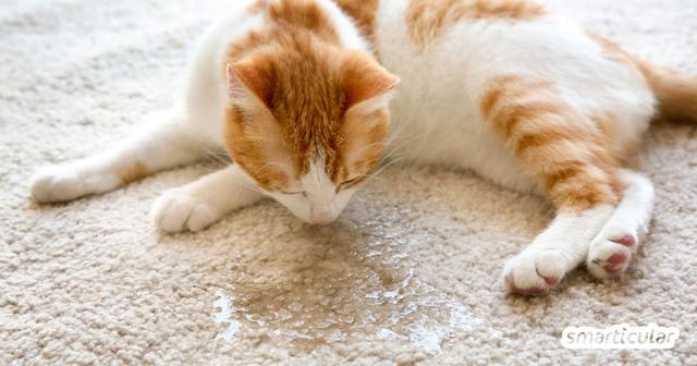 Effektive Hausmittel gegen Katzenurin: So entfernen Sie den hartnäckigen Geruch Effektive Hausmittel gegen Katzenurin: So entfernen Sie den hartnäckigen Geruch
