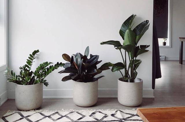 Natürliche Methoden gegen Trauermücken: Eine Falle selbst herstellen Natürliche Methoden gegen Trauermücken: Eine Falle selbst herstellen