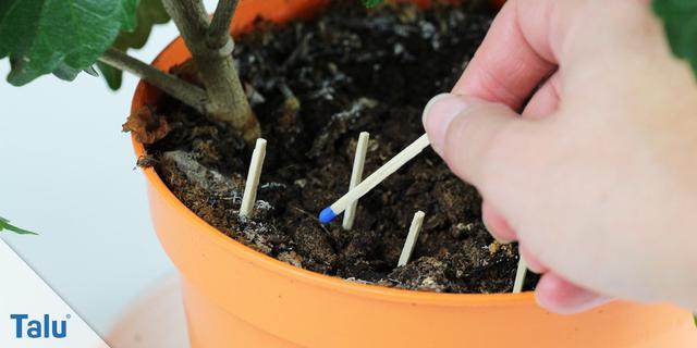 DIY-Tipp: So stellen Sie eine effektive Falle gegen Trauermücken her DIY-Tipp: So stellen Sie eine effektive Falle gegen Trauermücken her