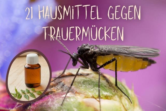 Hausmittel statt Chemiekeule: Eine eigene Falle gegen Trauermücken basteln Hausmittel statt Chemiekeule: Eine eigene Falle gegen Trauermücken basteln