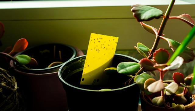 Trauermücken bekämpfen: DIY-Falle für effektive Schädlingsbekämpfung Trauermücken bekämpfen: DIY-Falle für effektive Schädlingsbekämpfung