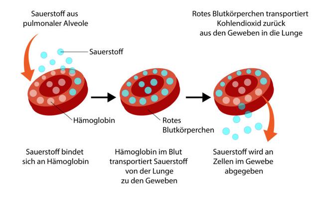Die Bedeutung der Sauerstoffsättigung: Ab wann wird es gefährlich? Die Bedeutung der Sauerstoffsättigung: Ab wann wird es gefährlich?