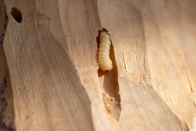 Wirksame Strategien gegen Holzwurmbefall Wirksame Strategien gegen Holzwurmbefall