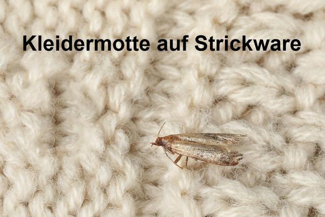 Tipps zur Bekämpfung von Kleidermotten: Vorsorge und wirksame Methoden