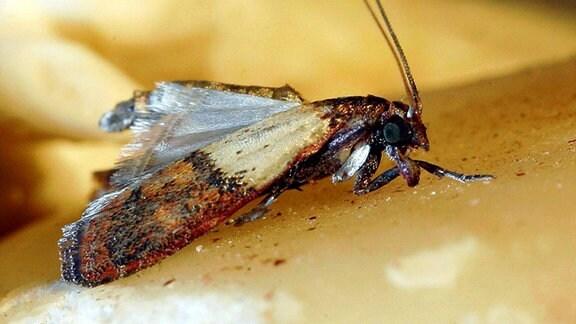 So werden Sie Lebensmittelmotten los: Praktische Maßnahmen für eine mottenfreie Küche So werden Sie Lebensmittelmotten los: Praktische Maßnahmen für eine mottenfreie Küche