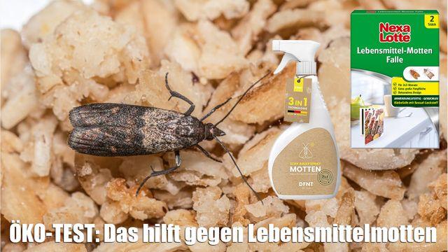 Schluss mit Lebensmittelmotten: Tipps und Tricks zur Bekämpfung Schluss mit Lebensmittelmotten: Tipps und Tricks zur Bekämpfung