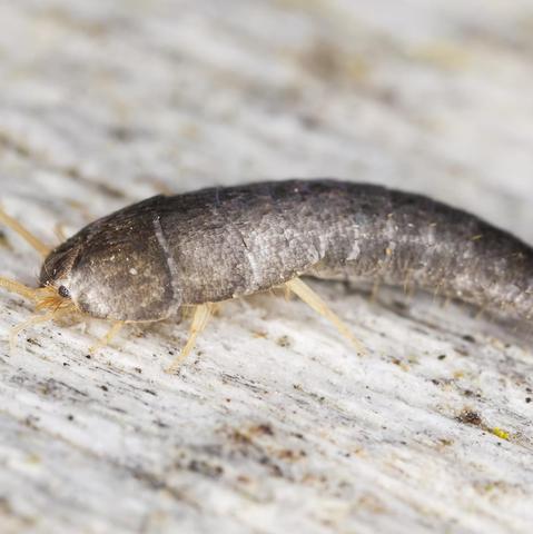 Effektive Maßnahmen gegen Silberfischchen: So befreien Sie Ihr Zuhause von den Schädlingen Effektive Maßnahmen gegen Silberfischchen: So befreien Sie Ihr Zuhause von den Schädlingen