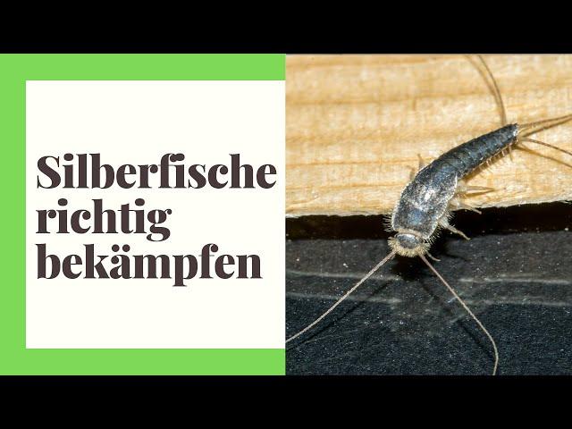 Silberfischchen loswerden: Praktische Tipps zur Schädlingsbekämpfung Silberfischchen loswerden: Praktische Tipps zur Schädlingsbekämpfung