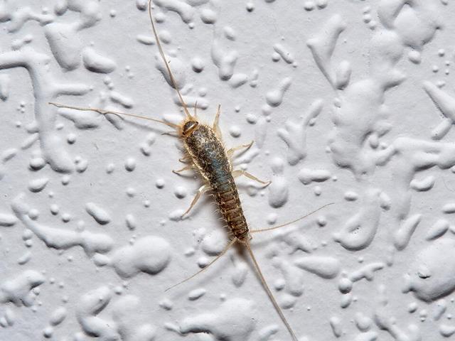 Alarmsignal im Haus: Was tun gegen einen Befall mit Silberfischchen? Alarmsignal im Haus: Was tun gegen einen Befall mit Silberfischchen?