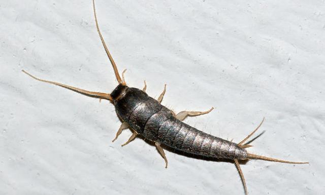 Ursachen erkennen und handeln: Ratgeber zur erfolgreichen Bekämpfung von Silberfischchen Ursachen erkennen und handeln: Ratgeber zur erfolgreichen Bekämpfung von Silberfischchen