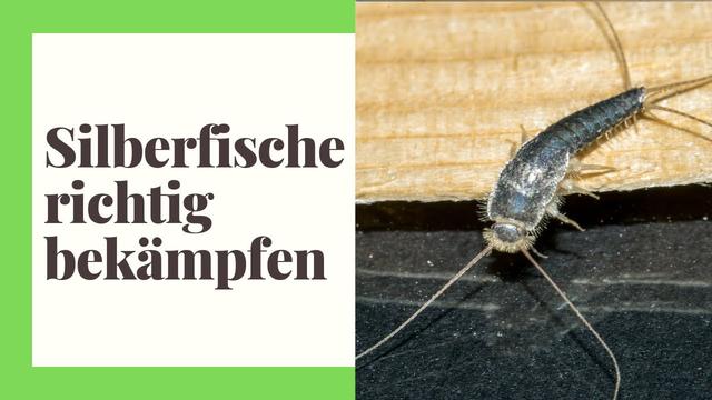 Wie man Silberfischchen loswird: Praktische Tipps und Tricks