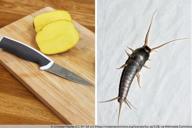 Hausmittel gegen Silberfischchen: Natürliche Lösungen für das Problem