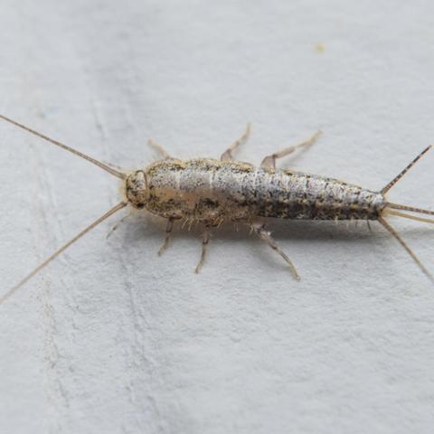 Effektive Maßnahmen gegen Silberfische: Wie Sie die lästigen Schädlinge loswerden Effektive Maßnahmen gegen Silberfische: Wie Sie die lästigen Schädlinge loswerden