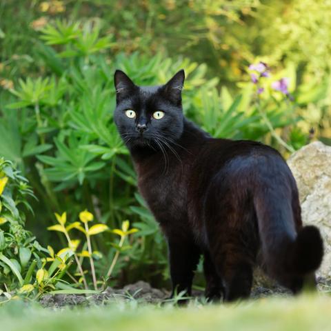 Effektive Methoden gegen Katzenkot im Garten - So schützen Sie Ihre Pflanzen Effektive Methoden gegen Katzenkot im Garten - So schützen Sie Ihre Pflanzen
