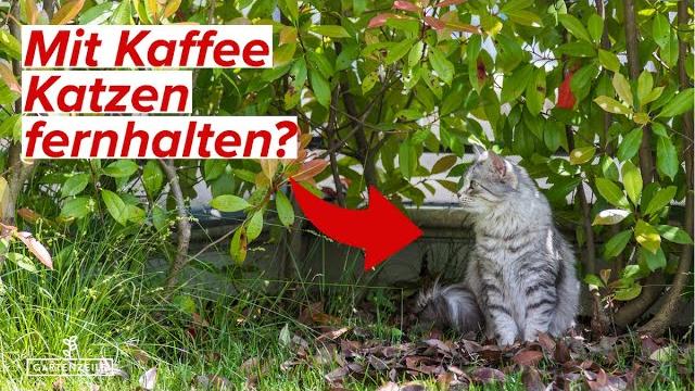 Schutz vor Katzenkot im Garten - 7 wirksame Maßnahmen, die funktionieren Schutz vor Katzenkot im Garten - 7 wirksame Maßnahmen, die funktionieren