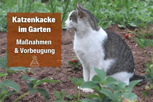 Praktische Lösungen gegen Katzenkot im Garten - So verhindern Sie Verschmutzung Praktische Lösungen gegen Katzenkot im Garten - So verhindern Sie Verschmutzung