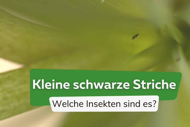 Tipps zur Bekämpfung von kleinen schwarzen Insekten wie Striche Tipps zur Bekämpfung von kleinen schwarzen Insekten wie Striche