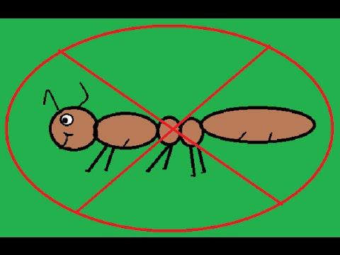 Selbstgemachte Ameisenfallen: Effektiver Schutz vor den Krabbeltieren