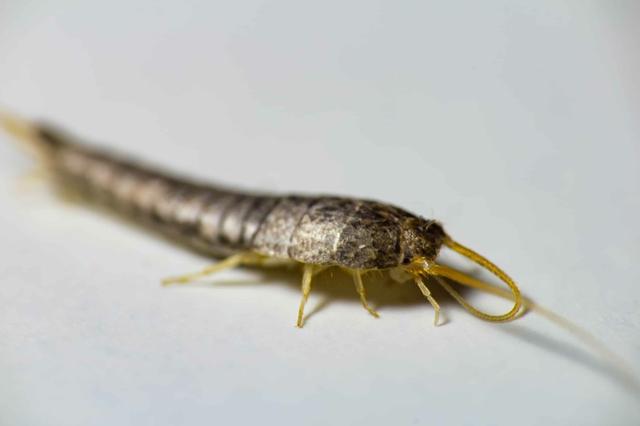 Schädlinge im Haus? Erfahren Sie, wie Sie Silberfische effektiv bekämpfen können Schädlinge im Haus? Erfahren Sie, wie Sie Silberfische effektiv bekämpfen können