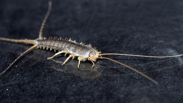 Silberfische bekämpfen: Tipps zur effektiven Schädlingsbekämpfung Silberfische bekämpfen: Tipps zur effektiven Schädlingsbekämpfung
