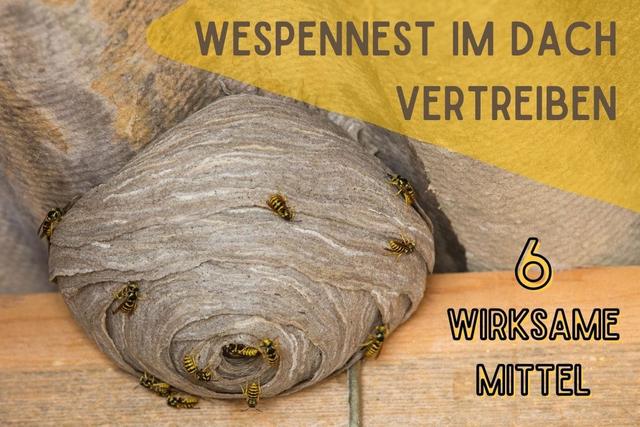 Wespen vertreiben: Was tun gegen ein Wespennest? Wespen vertreiben: Was tun gegen ein Wespennest?