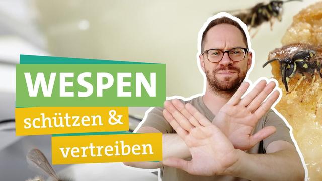 Fachmännische Lösungen gegen Wespennester Fachmännische Lösungen gegen Wespennester