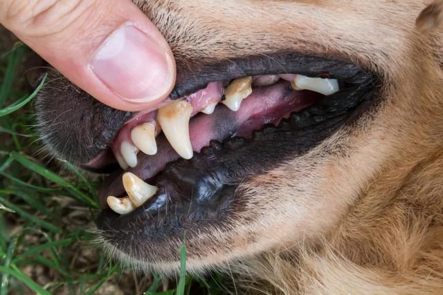 Eigenständige Entfernung von Zahnstein beim Hund: Wichtige Informationen und Empfehlungen Eigenständige Entfernung von Zahnstein beim Hund: Wichtige Informationen und Empfehlungen