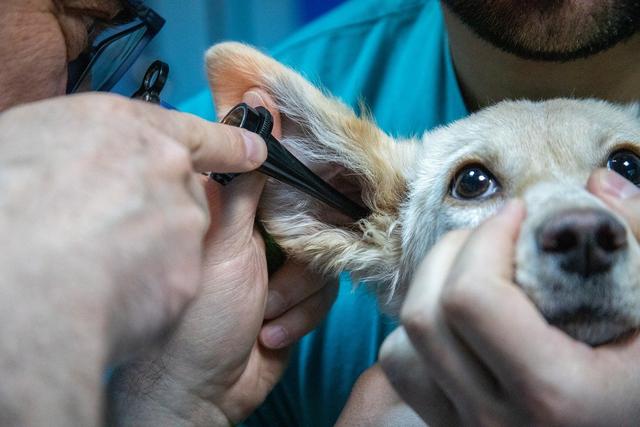 Die besten Methoden, um Milben beim Hund abzutöten Die besten Methoden, um Milben beim Hund abzutöten