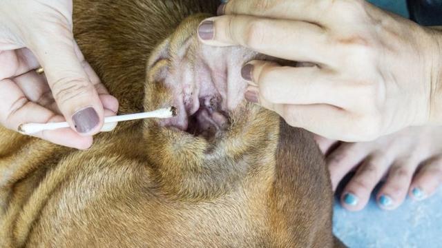 Langfristige Lösungen gegen Milbenbefall beim Hund Langfristige Lösungen gegen Milbenbefall beim Hund