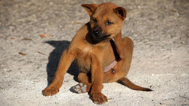 Natürliche und chemische Methoden zur Bekämpfung von Flöhen bei Hunden